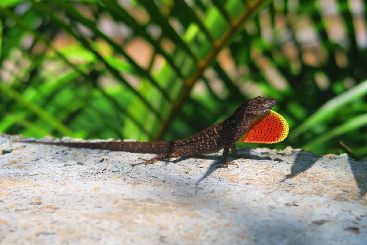 Exotic lizard - Oahu - Hawaii
