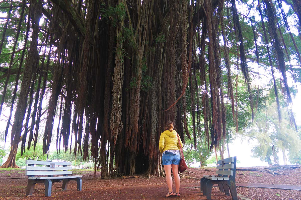Giant banyan tree - Liliuokalani Gardens - Hilo Big Island Hawaii