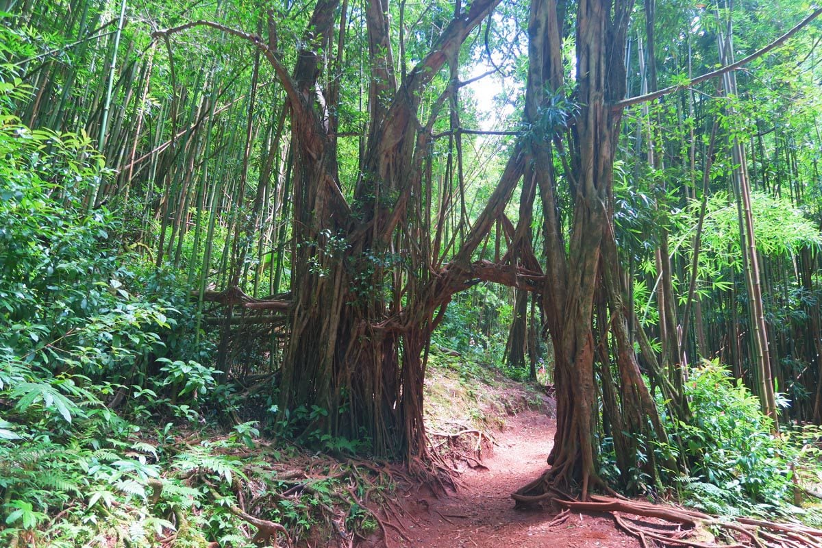Hike to Manoa Falls - Oahu - Hawaii