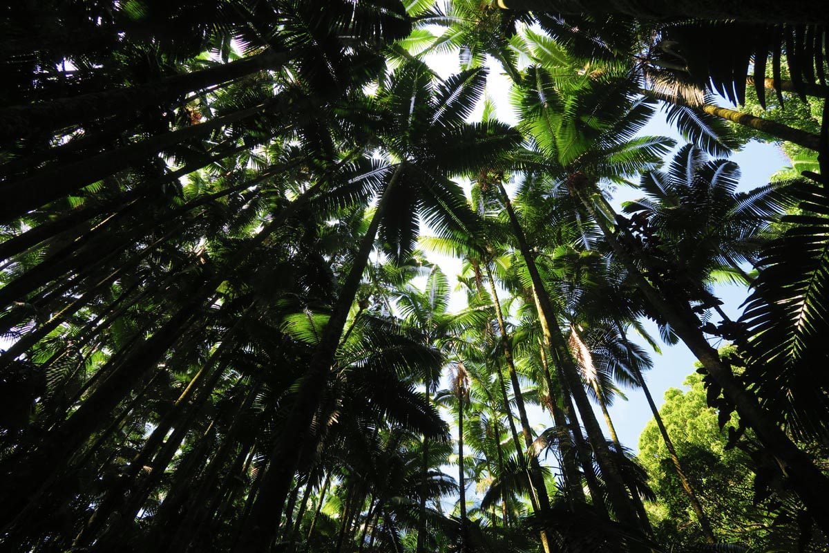 Palm trees in Hawaii Tropical Botanical Gardens - Big Island