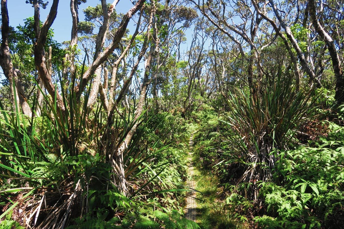 Pepeopae bog hike - Kamakou Preserve - Molokai Hawaii 2