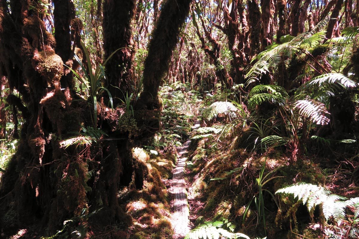 Pepeopae bog hike - Kamakou Preserve - Molokai Hawaii 3