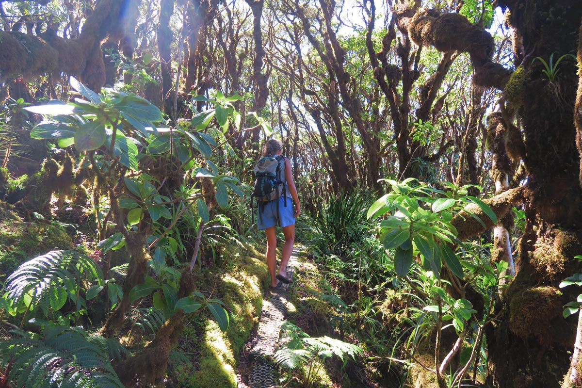 Pepeopae bog hike - Kamakou Preserve - Molokai Hawaii