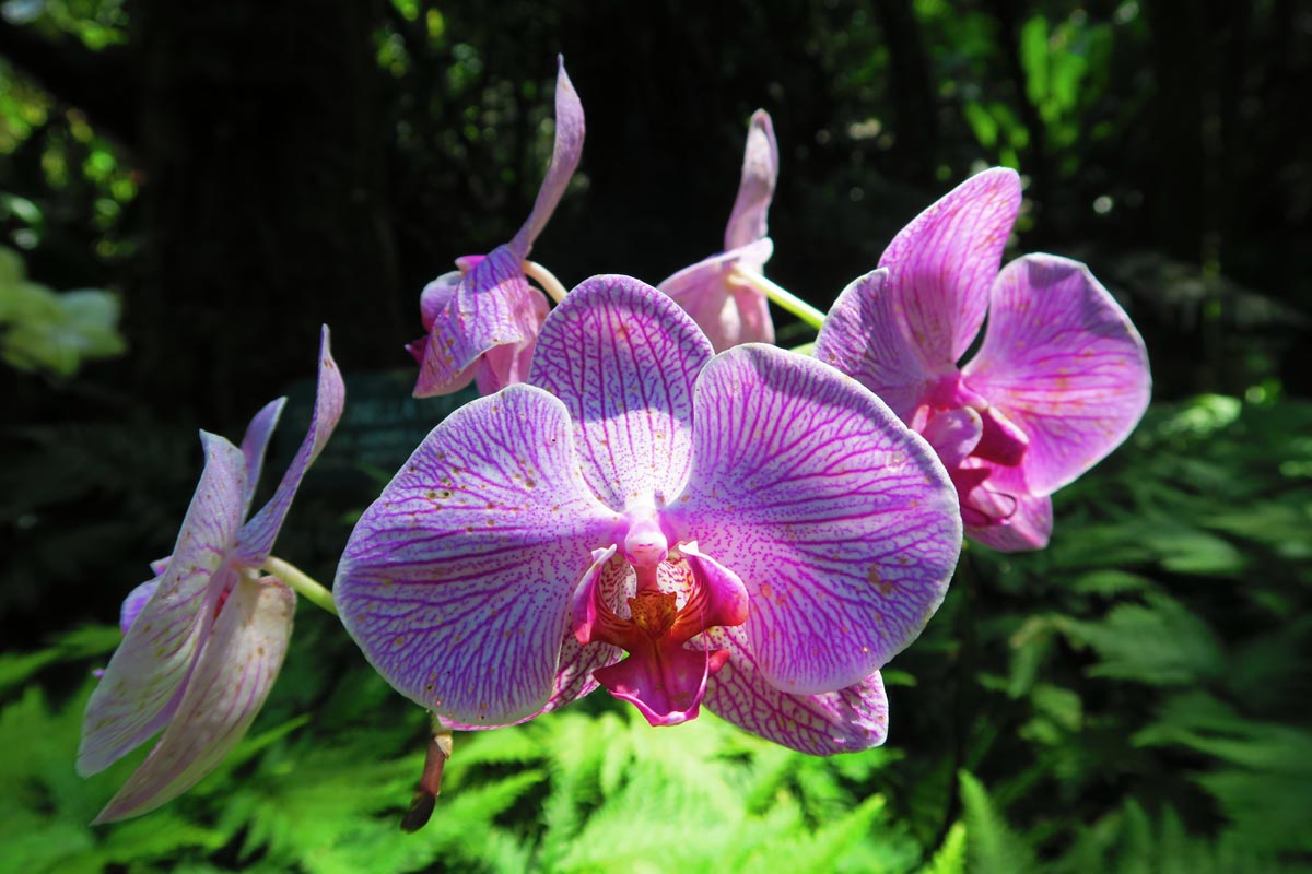 Purple orchid in Hawaii Tropical Botanical Gardens - Big Island