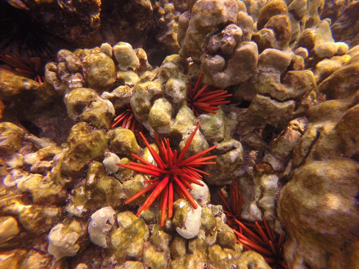 Snorkeling-Captain-Cook-Monument-Big-Island-Hawaii-spiky-red-sea-urchin