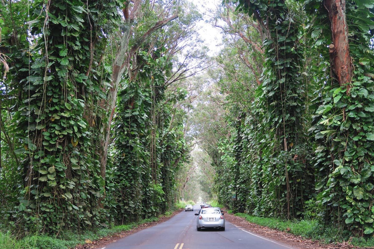 Tunnel of Trees - Kauai