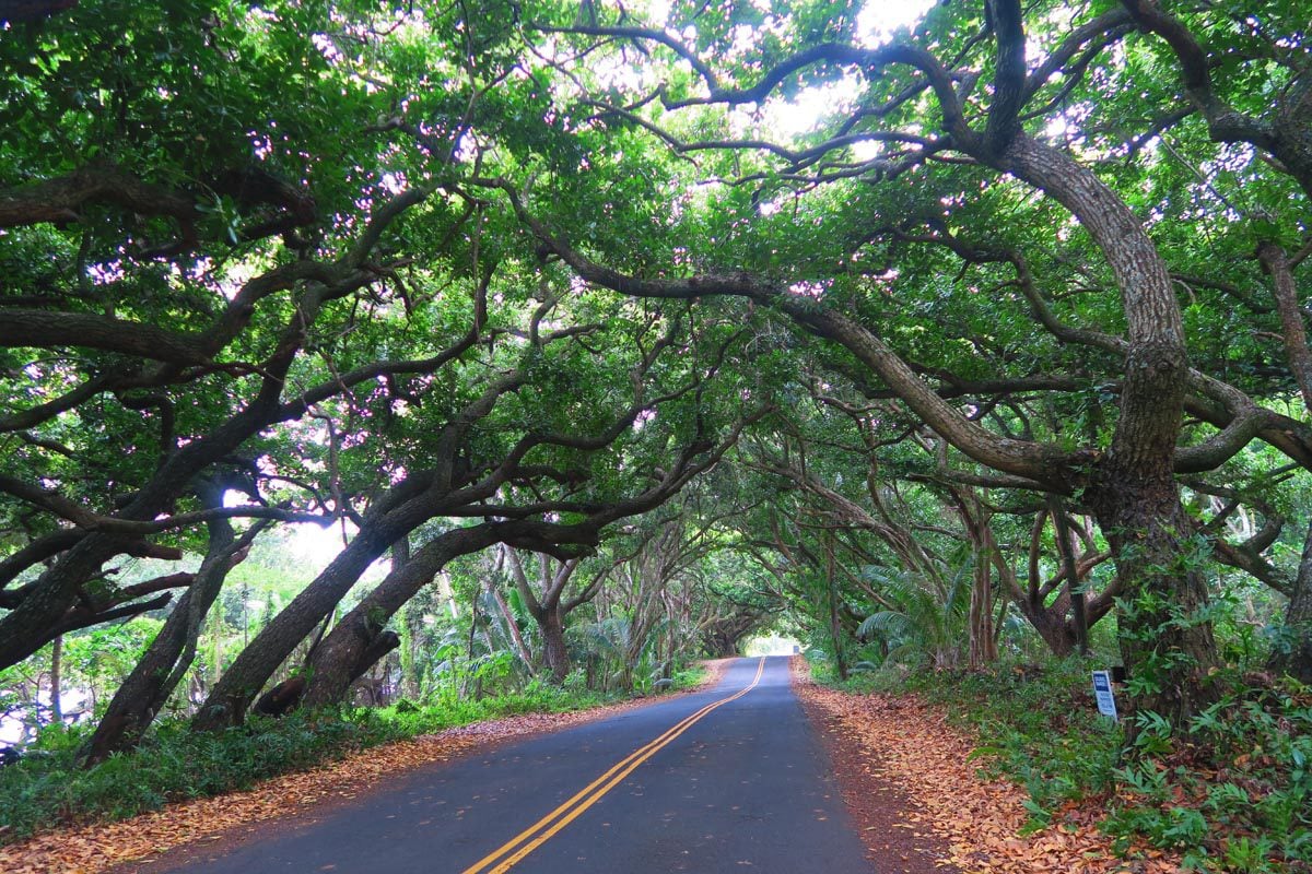 Tunnel of Trees on the Big Island of Hawaii - Puna