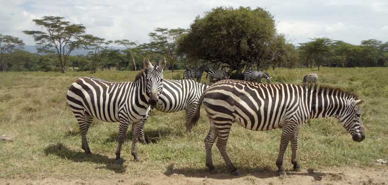 3 days in kenya itinerary guide - zebras