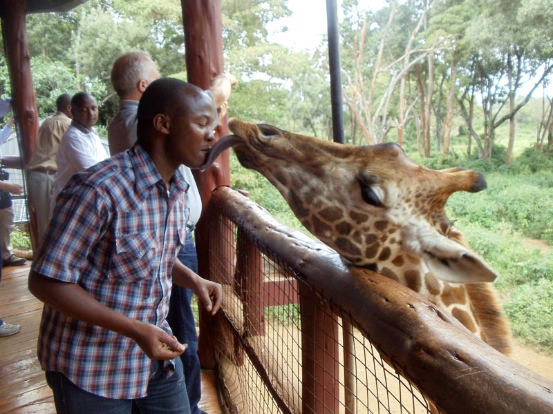 Giraffe Center nairobi kenya