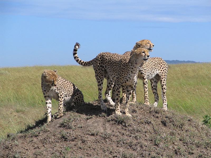 cheetah in Masai Mara National Park kenya