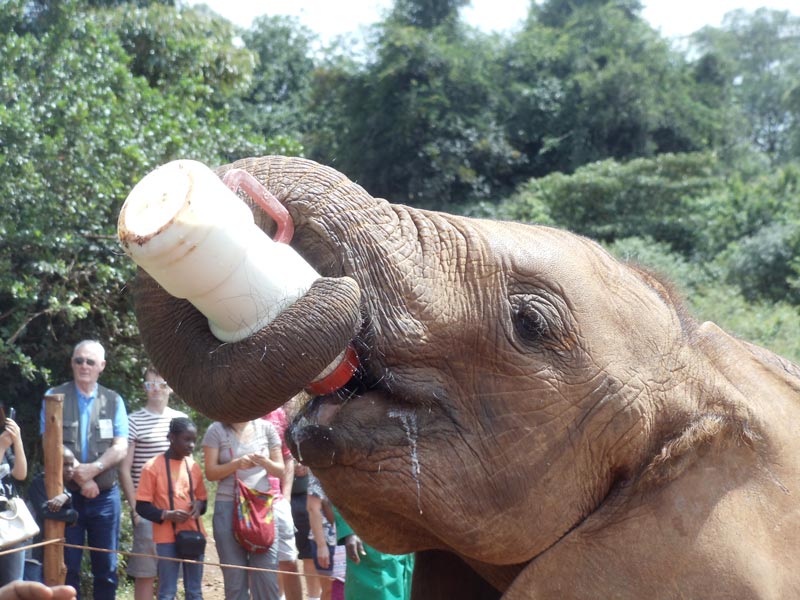 elephant drinking milk in David Sheldrick Wildlife Trust - nairobi kenya
