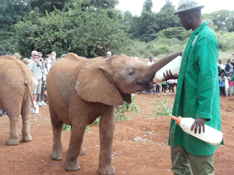elephant drinking milk in elephant sanctuary - nairobi kenya