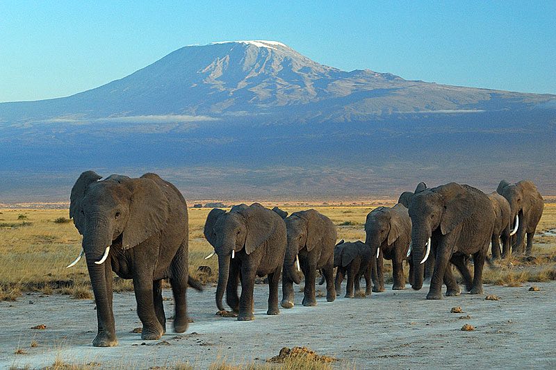 elephants in Amboseli National Park kenya