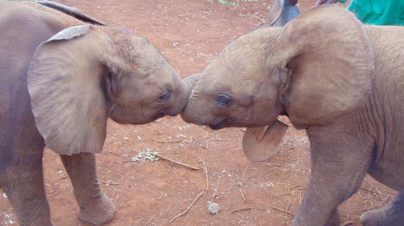 elephants playing - elephant sanctuary - nairobi kenya