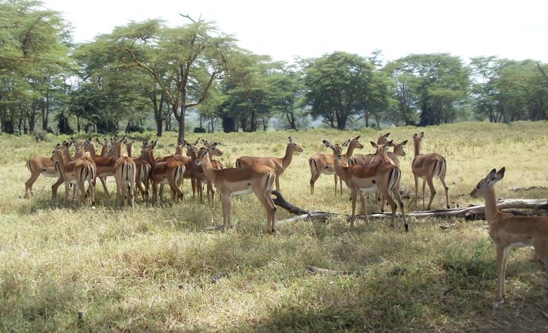family of gazelles in Lake Nakuru National Park - kenya