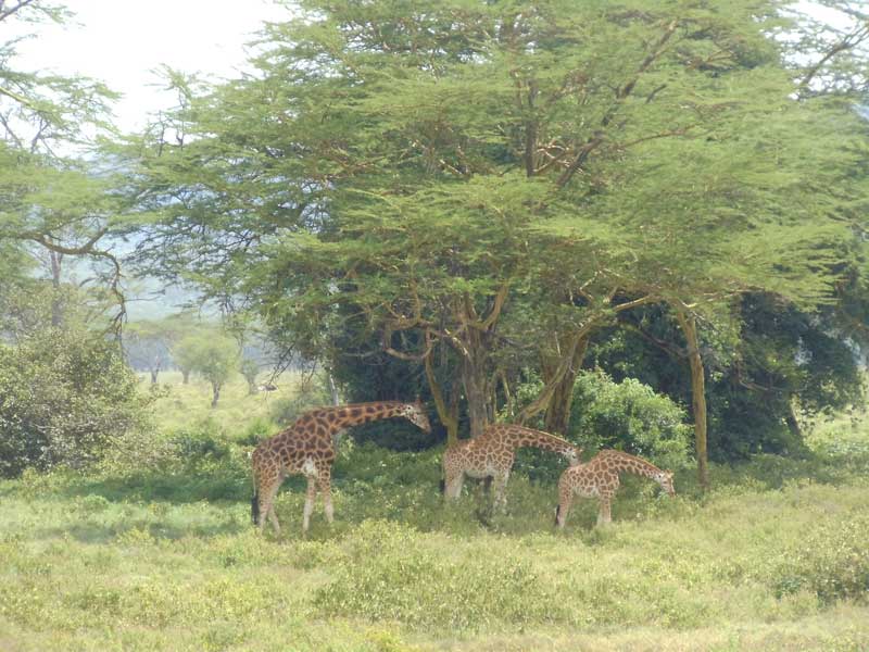 family of giraffes in Lake Nakuru National Park - kenya