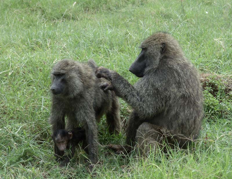 family of monkeys in Lake Nakuru National Park - kenya