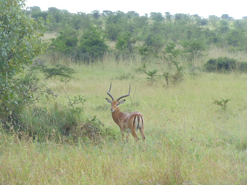gazelle in Nairobi National Park - kenya