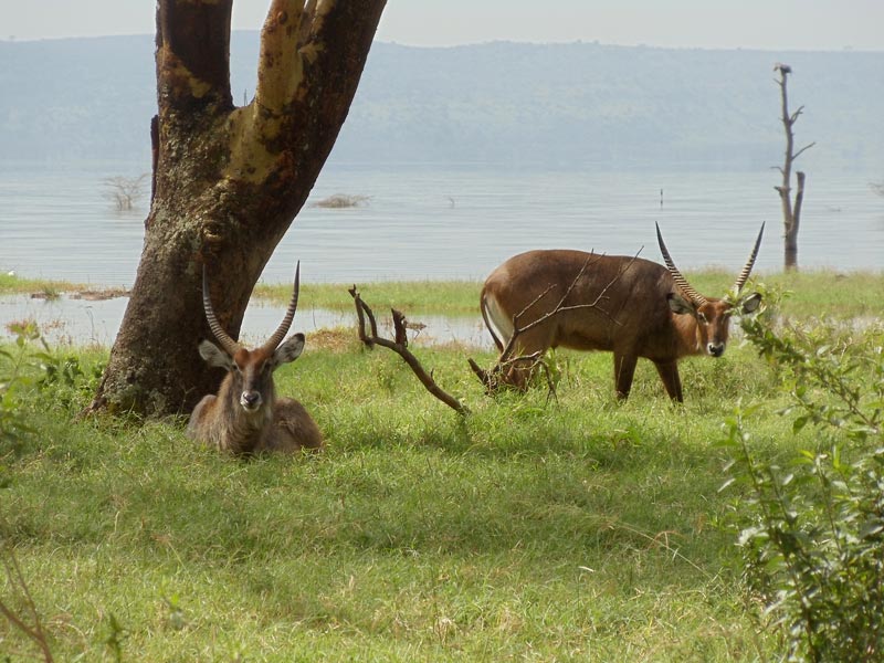 gazelles with horns in Lake Nakuru National Park - kenya