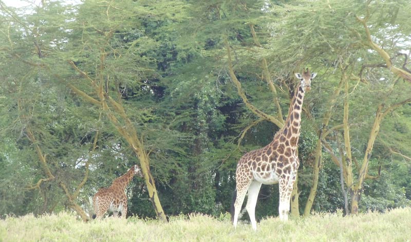 giraffe feeding in Lake Nakuru National Park - kenya