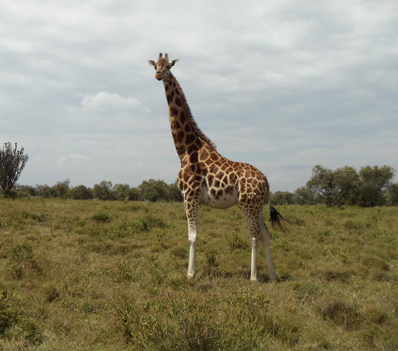 giraffe in Lake Nakuru National Park - kenya