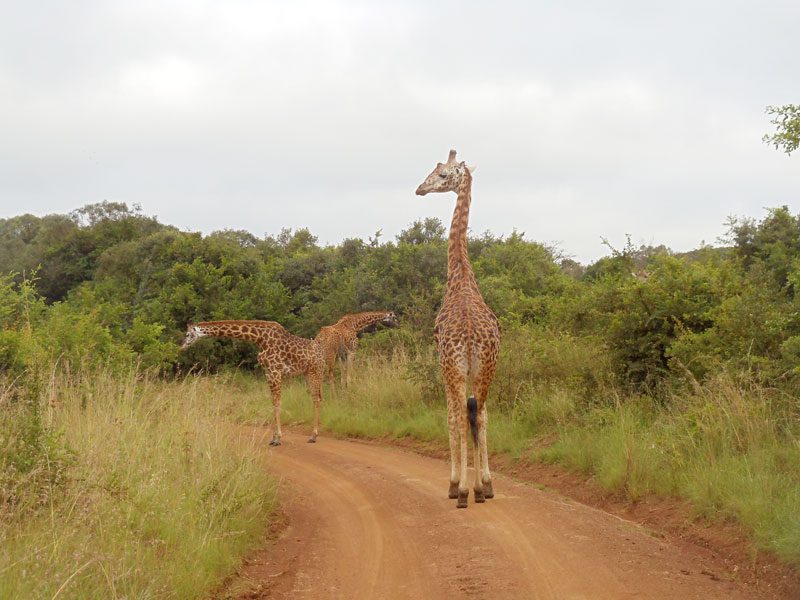 giraffes in Nairobi National Park - kenya