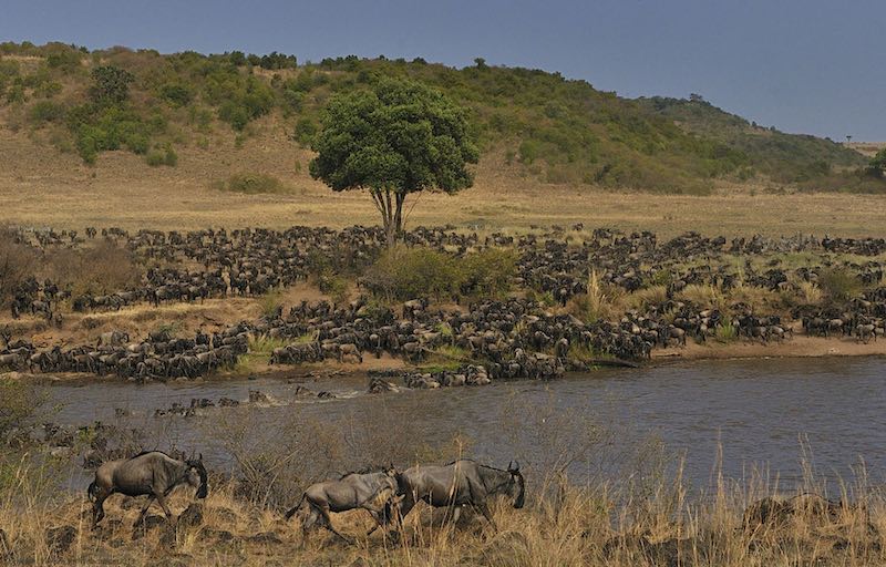 mara river crossing Masai Mara National Park kenya