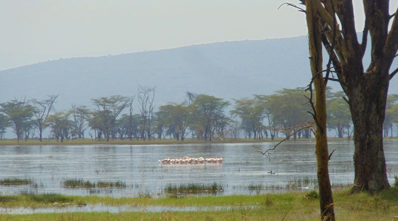 pink flamingos in Lake Nakuru National Park - kenya