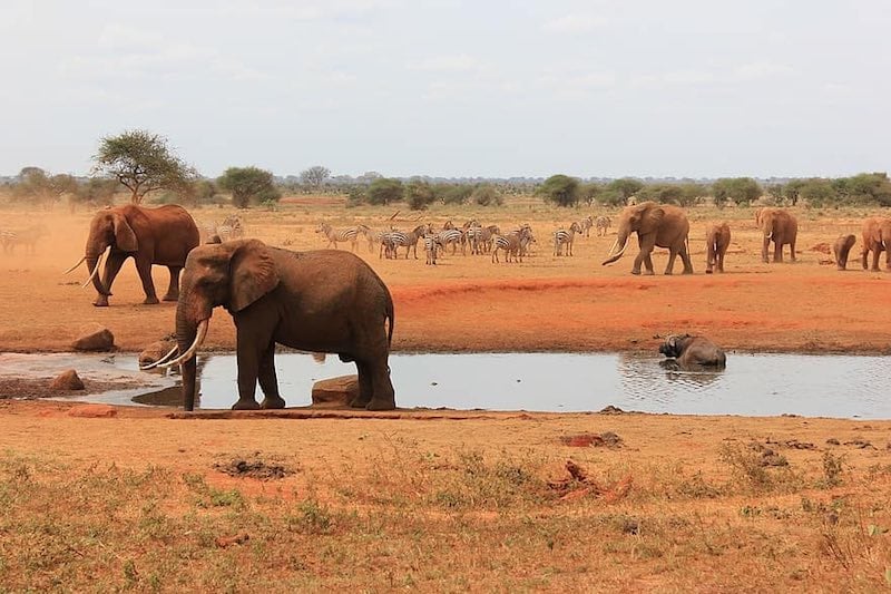 red elephants tsavo national park kenya