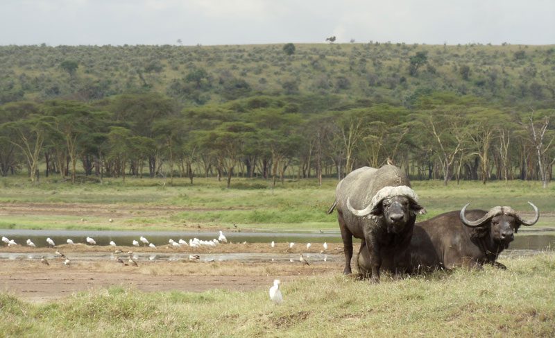 wild buffalo in Lake Nakuru National Park - kenya