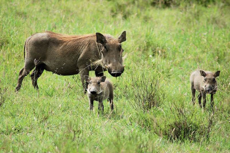 wildlife in Hell’s Gate National Park kenya