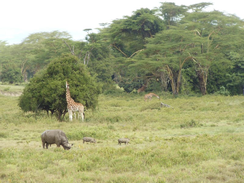 wildlife in Lake Nakuru National Park - kenya