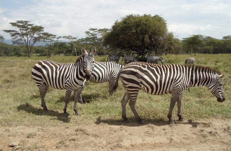 zebras in Lake Nakuru National Park - kenya