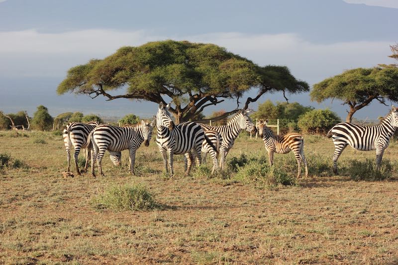 zebras in Masai Mara National Park kenya