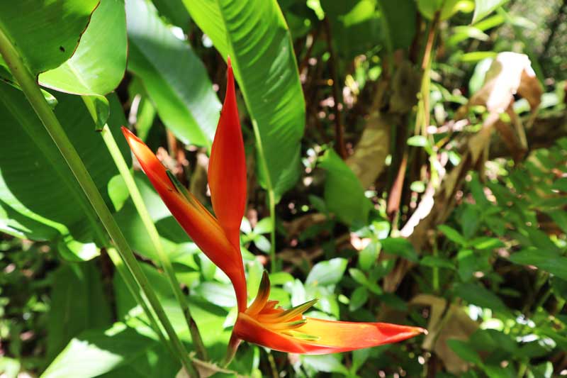 Bird of paradise - Tautira Valley Hike - Tahiti - French Polynesia