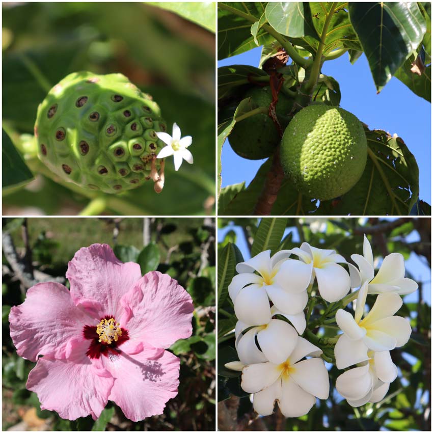 Flowers and fruits in Maupiti French Polynesia