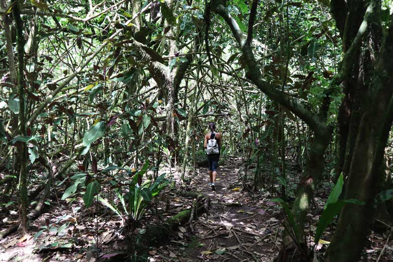 Walking in rainforest - Tautira Valley Hike - Tahiti - French Polynesia