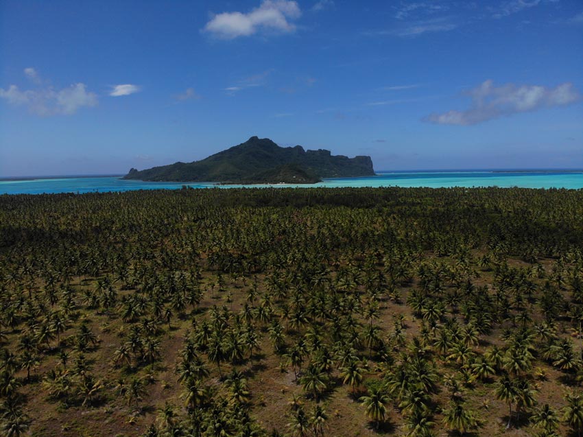 coconut grove - motu auira - Maupiti - French Polynesia