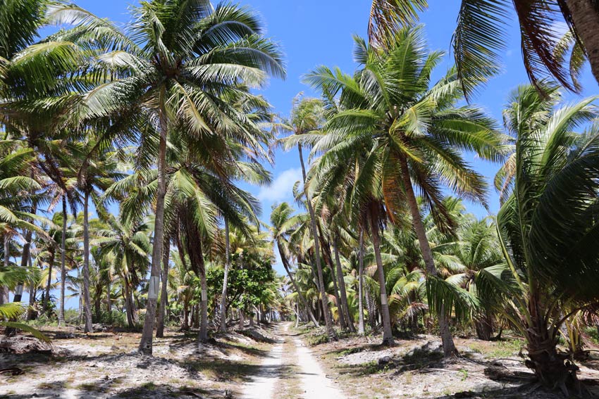 Coconut grove - Tikehau - French Polynesia
