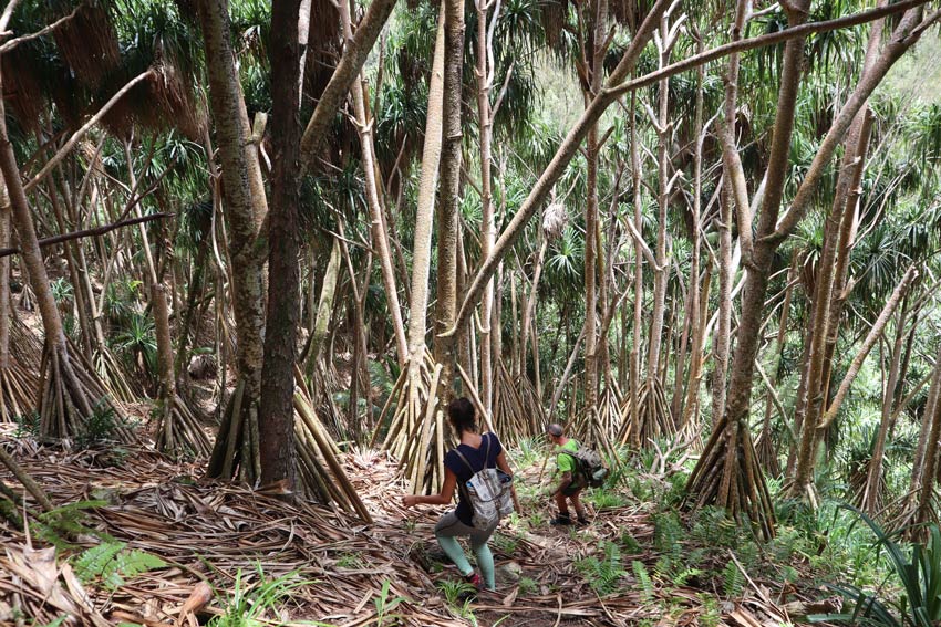 Poumaka Peak hike - Ua Pou - Marquesas Islands - French Polynesia - [andanus forest