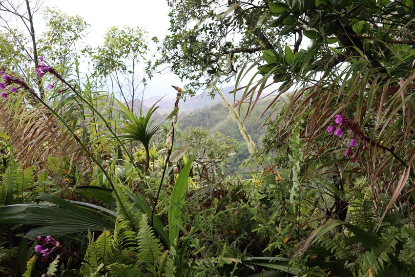 Poumaka Peak hike - Ua Pou - Marquesas Islands - French Polynesia - wild bushes