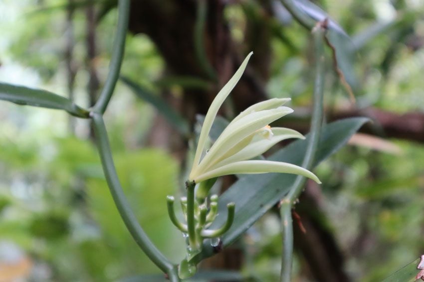 Poumaka Peak hike - Ua Pou - Marquesas Islands - French Polynesia - wild vanila