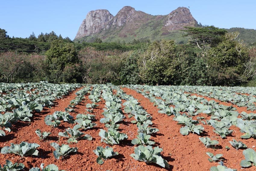 agriculture - tubuai - austral islands - french polynesia