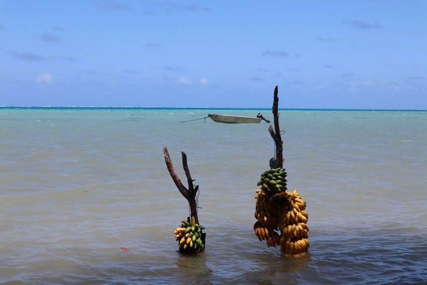 bananas in lagoon - raivavae - austral islands - french polynesia