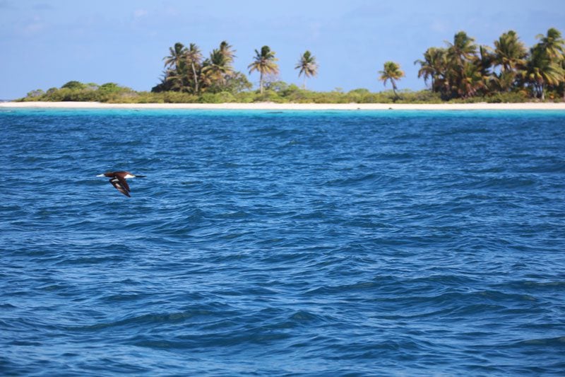 bird flying over tikehau lagoon - french polynesia