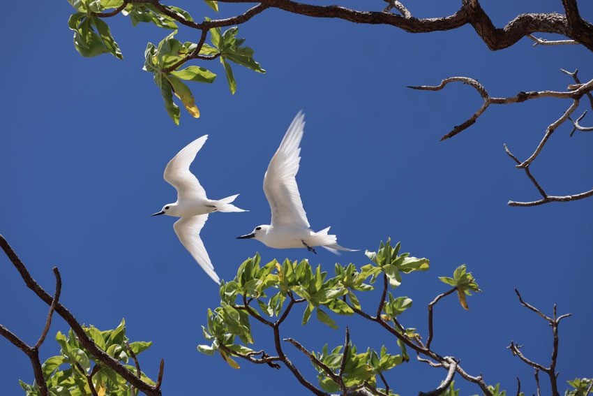 birds courting - bird island tikehau - french polynesia