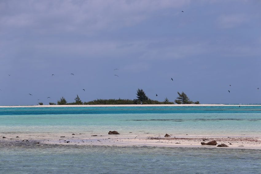 birds in lagoon - tubuai - austral islands - french polynesia