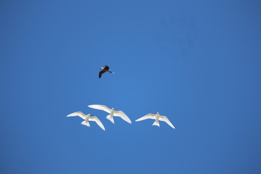 birds in the sky 2 - bird island tikehau - french polynesia