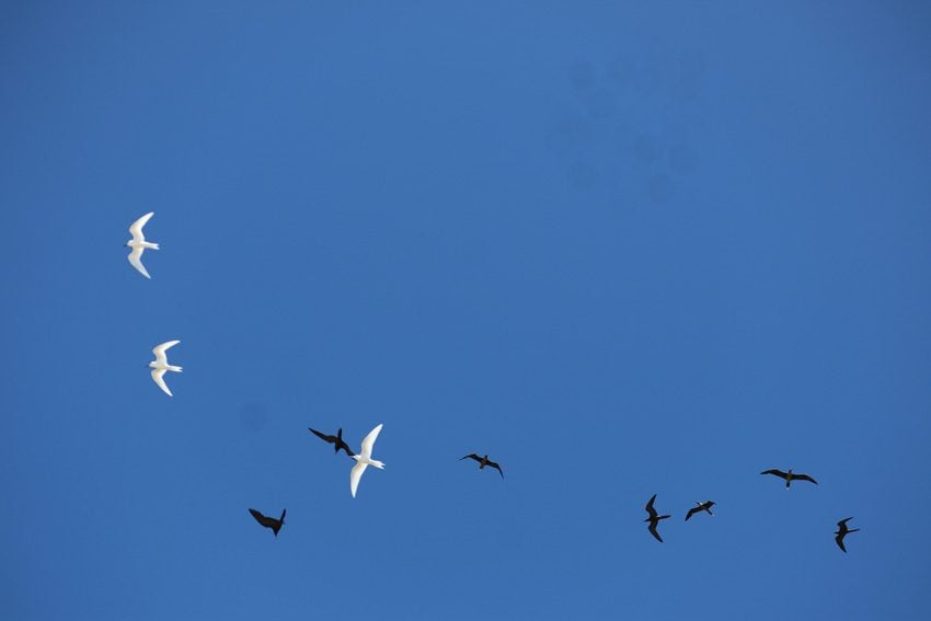 birds in the sky - bird island tikehau - french polynesia
