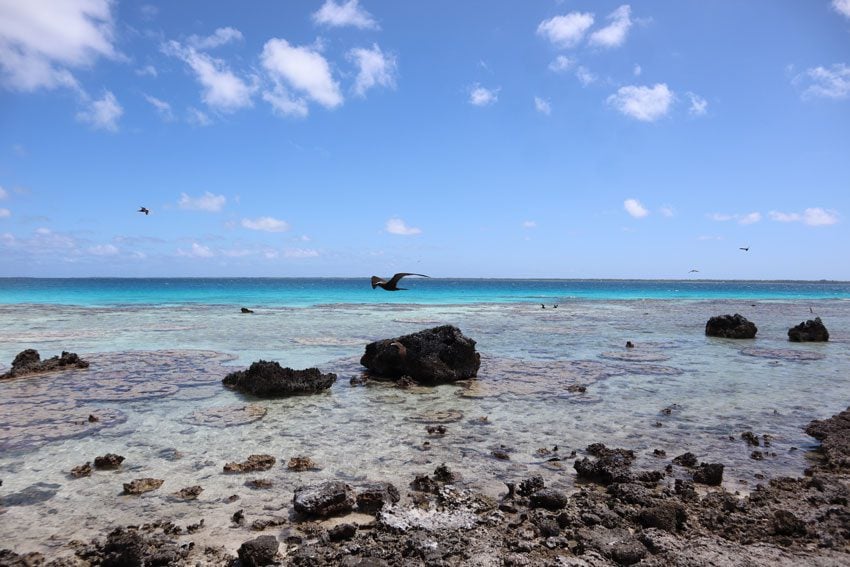 birds over coral reef - bird island tikehau - french polynesia